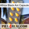 Africa Black Ant Capsule cialis1